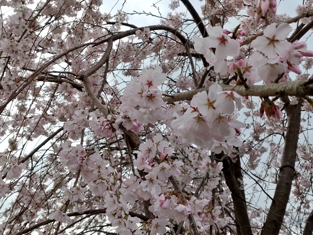「因みに今年も枝垂れ桜が綺麗に咲きましたGガンの漫画も進めていますよ〜 」|空　由佳子のイラスト