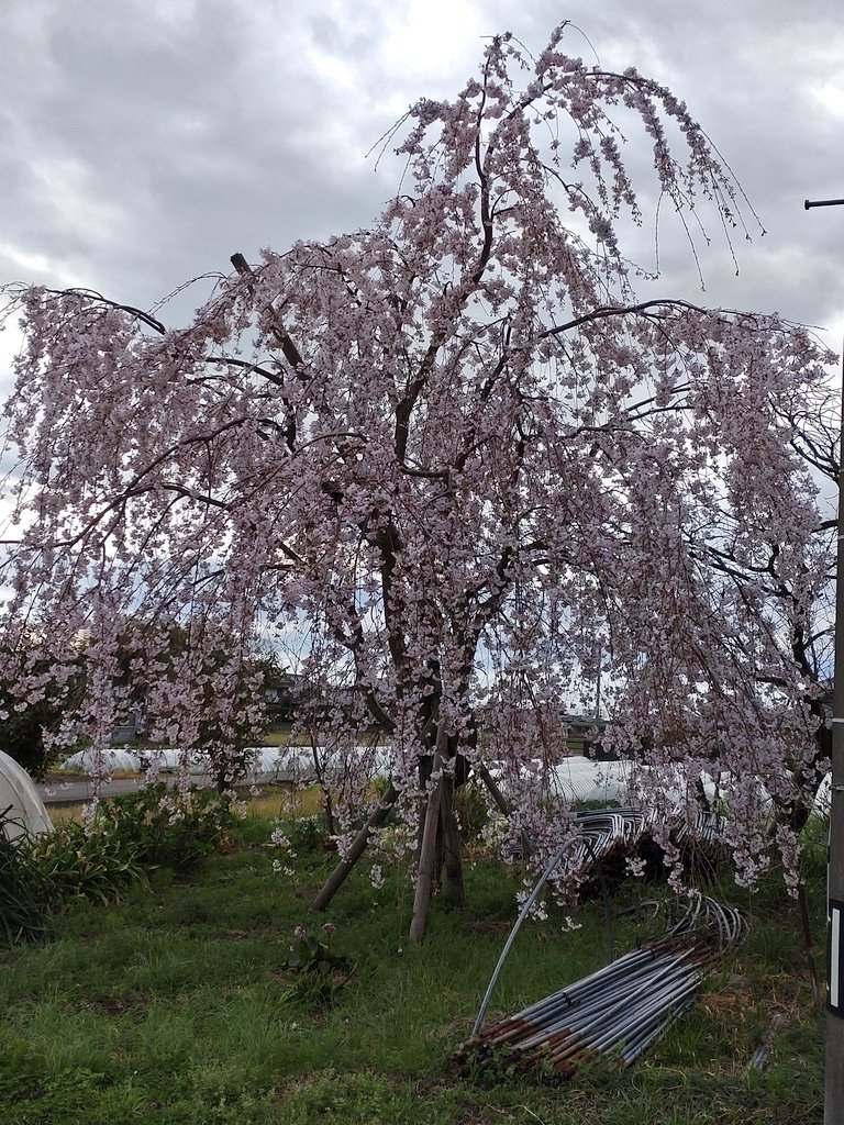 「因みに今年も枝垂れ桜が綺麗に咲きましたGガンの漫画も進めていますよ〜 」|空　由佳子のイラスト