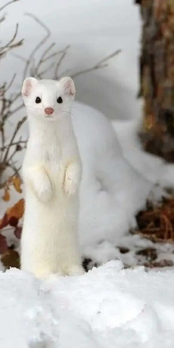 Hurón del ártico considerado uno de los animales más hermosos del planeta