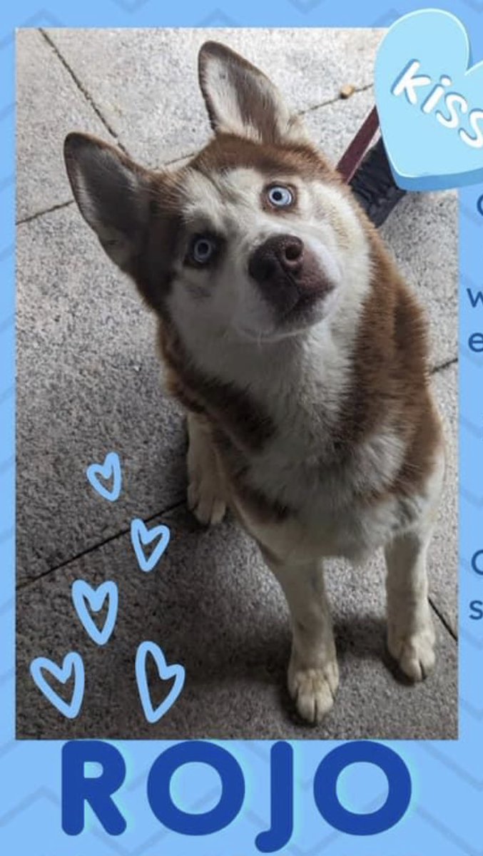 TomJumboGrumbo's tweet image. Rojo #166381 ‘family’ called 911 to have him taken away. Now NYCACC won’t wait, he’s TBK Saturday. An altercation with his housemate brought him here, yet he arrived calm, relaxed and friendly and took treats gently without issues. A good dog with a bad family, in a terrifying…