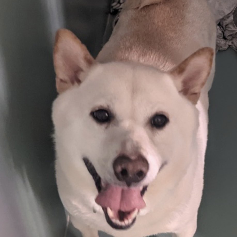 TomJumboGrumbo's tweet image. The ultimate betrayal. After 5 years, Skittles #164300’s owner had “no time”, so he’s TBK in NYCACC Saturday. 5yo, well behaved, affectionate, relaxed and friendly with children and cats, he’s now highly fearful in the hellish kill pound - plus they’ve facebook.com/media/set/?set……