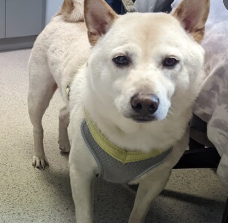 TomJumboGrumbo's tweet image. The ultimate betrayal. After 5 years, Skittles #164300’s owner had “no time”, so he’s TBK in NYCACC Saturday. 5yo, well behaved, affectionate, relaxed and friendly with children and cats, he’s now highly fearful in the hellish kill pound - plus they’ve facebook.com/media/set/?set……