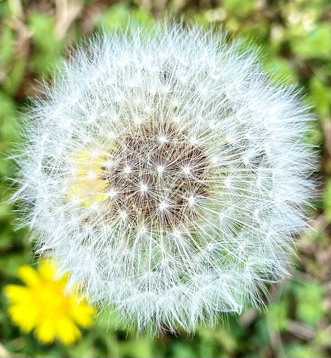 「淀川を小一時間走ってきた曇ってるけど暖かい、湿度でもわっとした感じだった今朝開い」|速水融次郎のイラスト