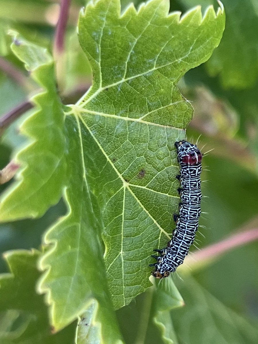 Back to the Syngenta Learning Centre to find grapevine moth having their own field day! ⁦<a href="/SyngentaANZ/">Syngenta ANZ</a>⁩