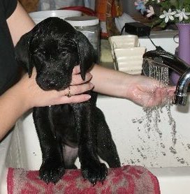 Jollin061210's tweet image. My first bath cuz I walked under Uncle Freddie while he was peeing. 😱 He was a stretcher, not a leg lifter. ❤️🐾Jollin🐾❤️ #dogsoftwitter #firstbath
