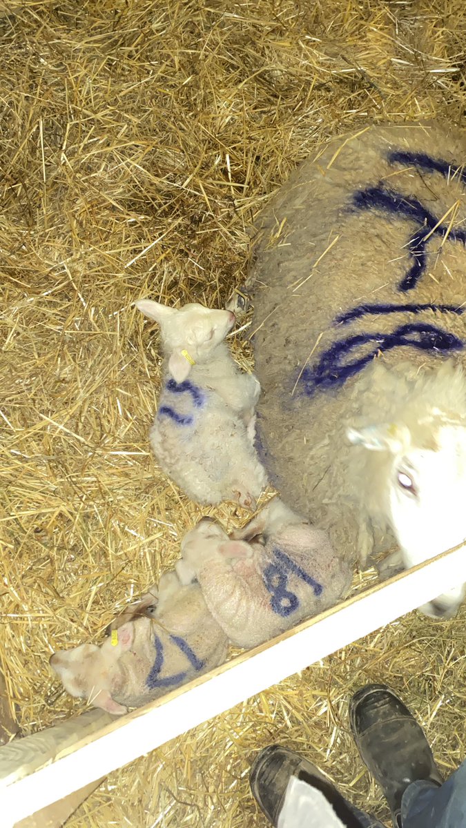 Almost 30 lbs of lambs out of this big girl