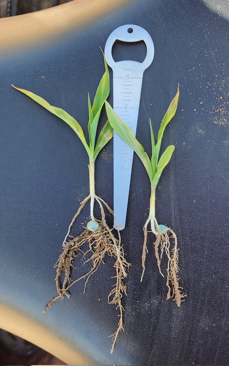 Caleb Traugh tweet media