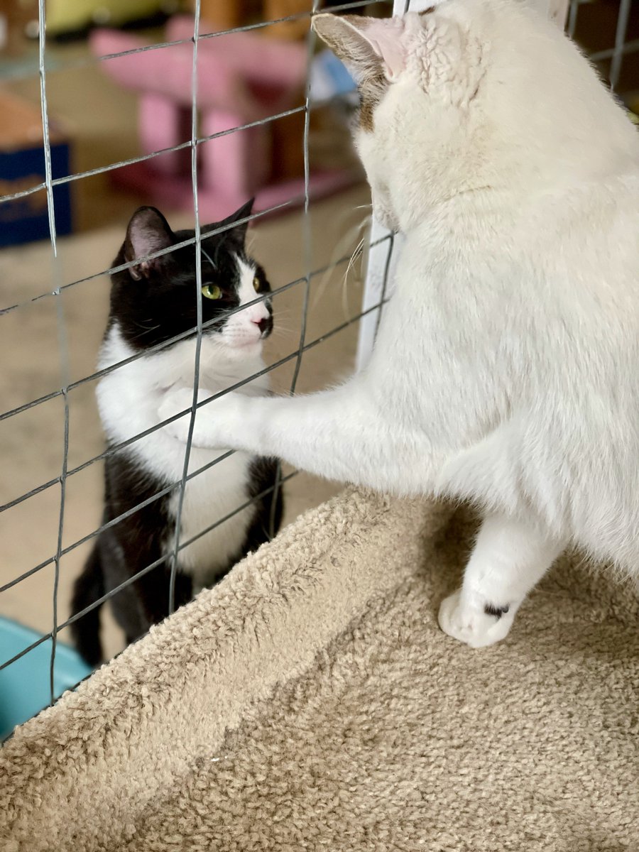 'You are hereby knighted Sir Jinx,' proclaims Dwight. (Jinxy looks up to Dwight & takes this very seriously).#StraysOfOurLives#cat#cats#kitten#kittens#pets#AdoptDontShop#Virginia#noVA#DC#Knights#Wednesday#royalty#CatsOfTwitter#PositiveVibes#rescue#cute