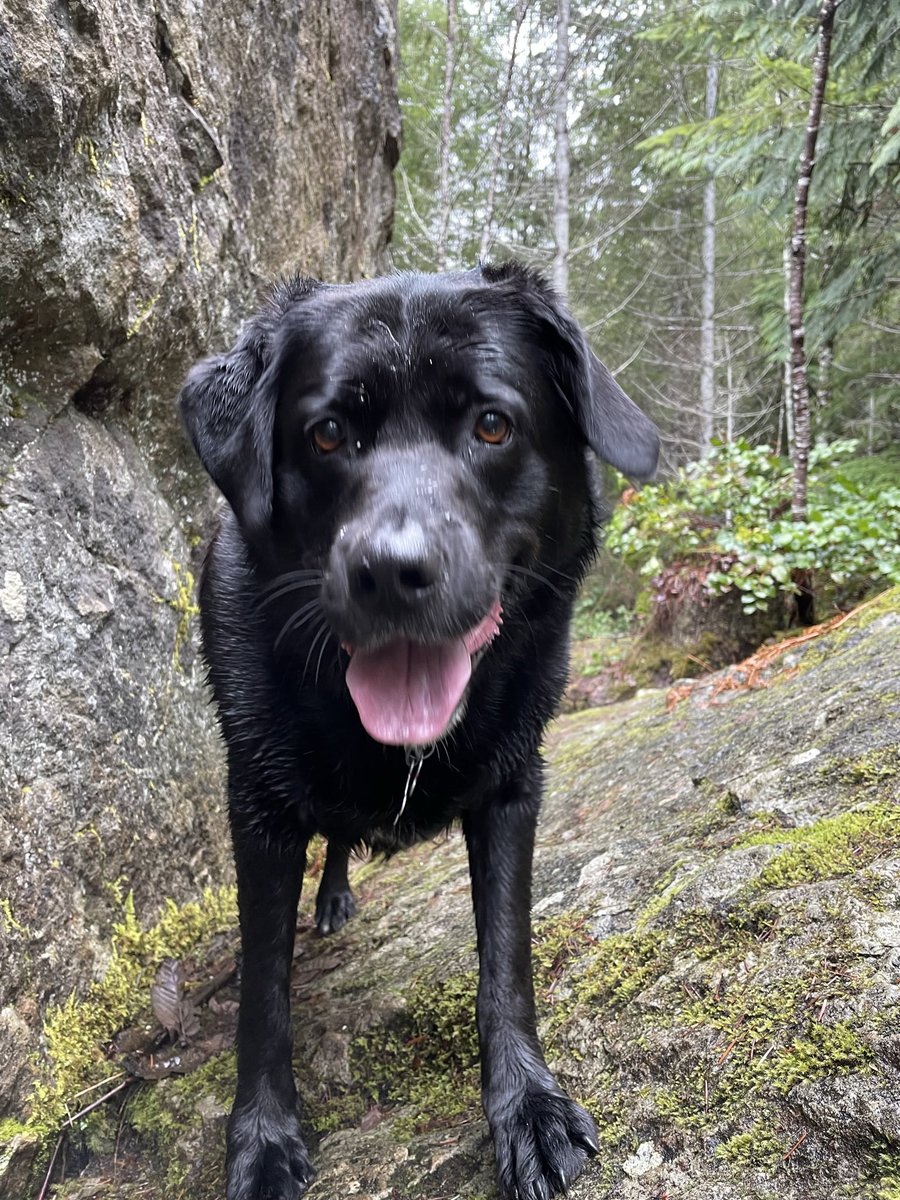troutlakebase's tweet photo. @dog_rates https://t.co/Ntkh6FbE9k