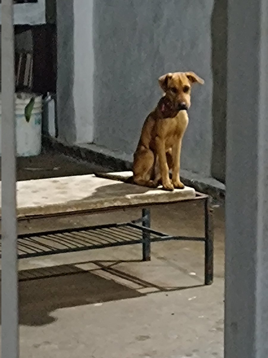 Oreja73Lucas's tweet photo. Mila esperando la comida es Tomas Holder en GH. https://t.co/S1kjNhksZI