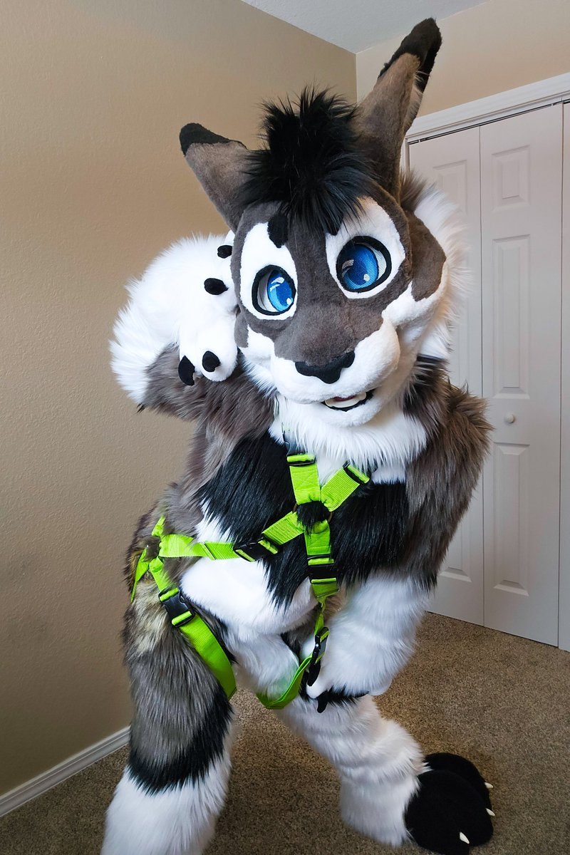 Gengi Cabbit tweet media