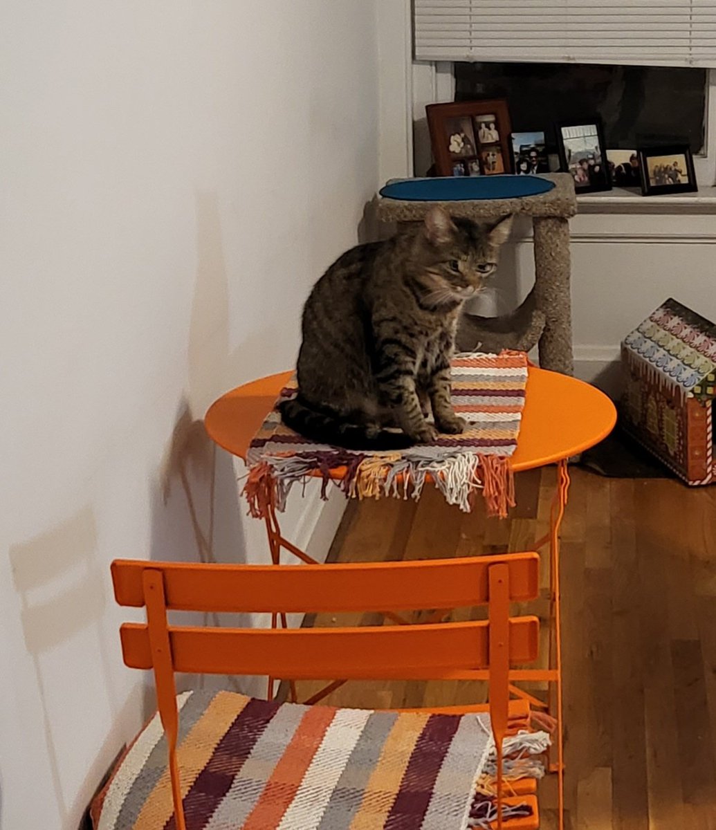 officetutorials's tweet photo. "Alex, I'll take places I'm not supposed to sit for $1,000." - Niekro the Cat #NiekrotheCat #TableCat #TMOSCat #CatsOfTwitter https://t.co/jPtUel3pPs