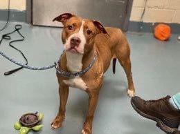 TomJumboGrumbo's tweet photo. She’s recovered from pneumonia, now she needs a family! Little Girl #164116, a dog who’s friendly with both children and strangers is now TBK in NYCACC Saturday. Surrendered for an incident with the cat, she arrived shaking and nervous, now at just 3 years old she’ll lose her life. She needs a hero! Please pledge RT Little Girl!

https://t.co/gsB01VdEax