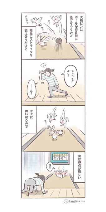 昨日の続きです
#文鳥 
#4コマ漫画 