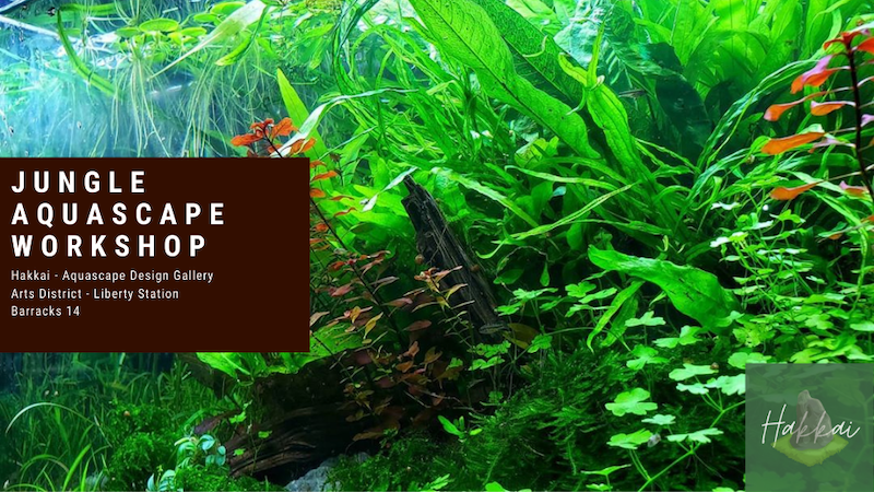 PetZoneSanDiego's tweet photo. April Schedule: Dive into Hakkai's Enchanting Aquascaping Workshops! - https://t.co/qs9OhlcS1V https://t.co/lAGpYGmaki