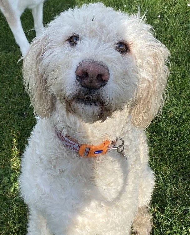 Happy #NationalPuppyDay from Russell 🐶❤️🎉
