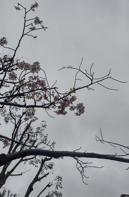 晴れてたらなあ……。 