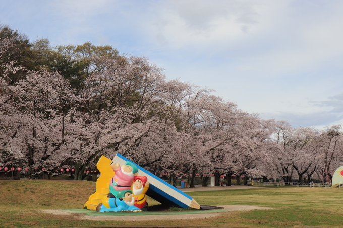 【むさしの村 桜開花情報】現在、7～8分咲きです🌸わくわくファームでは桜と菜の花がとっても綺麗に見えます😍『食用菜の花』