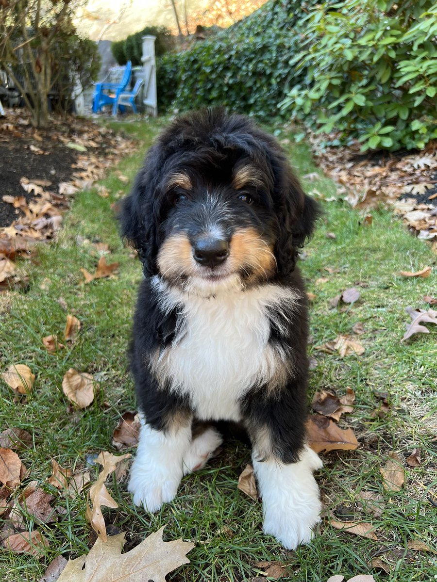 𝙱𝚛𝚊𝚍 𝙱𝚎𝚕𝚒𝚗 tweet media