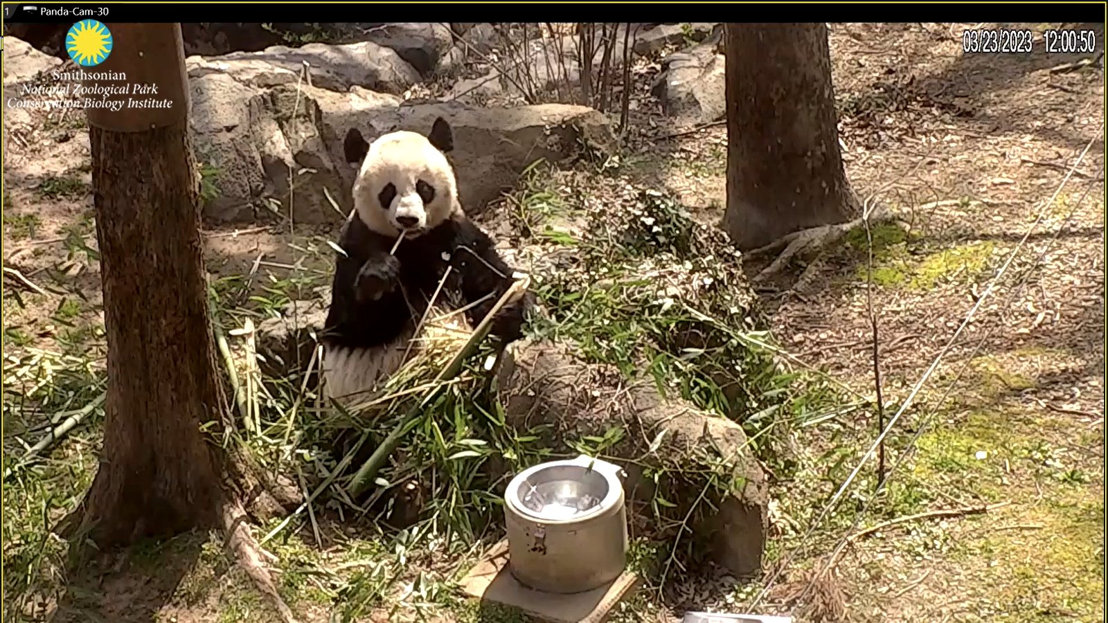 Bei Bei Panda (@BeiBeiPanda3) / Twitter