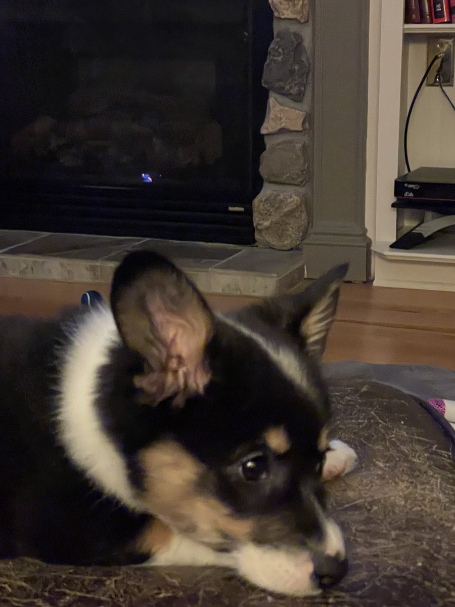 GannonMattIA's tweet photo. #NationalPuppyDay you say? https://t.co/qxcrGANVnc
