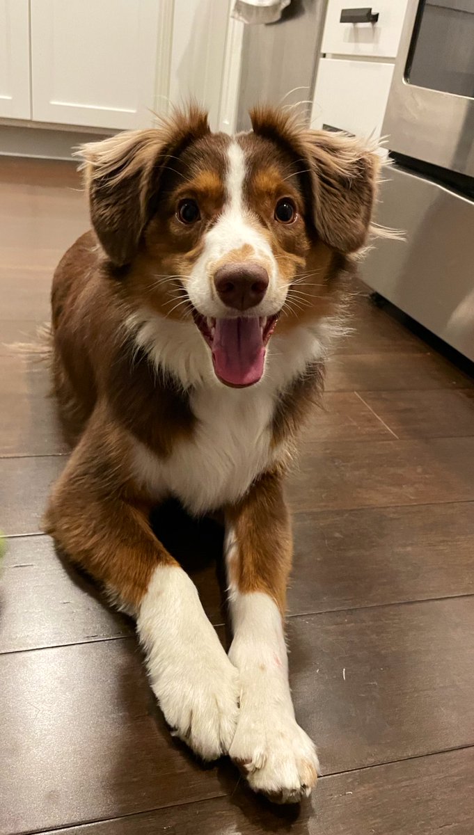 makrae123's tweet photo. @dog_rates Kaya girl - my mini Aussie ❤️ https://t.co/AfJmZD8oaD
