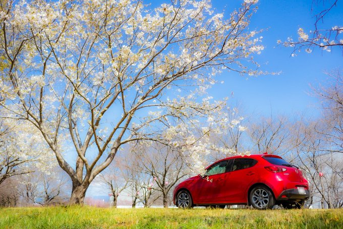 満開の桜を挟まんかいヾ(¯∇¯๑)満開じゃない桜とデミちゃんです🚗満開じゃないのでゆっくり撮影できます📷ω•,,)ｶｼｬ