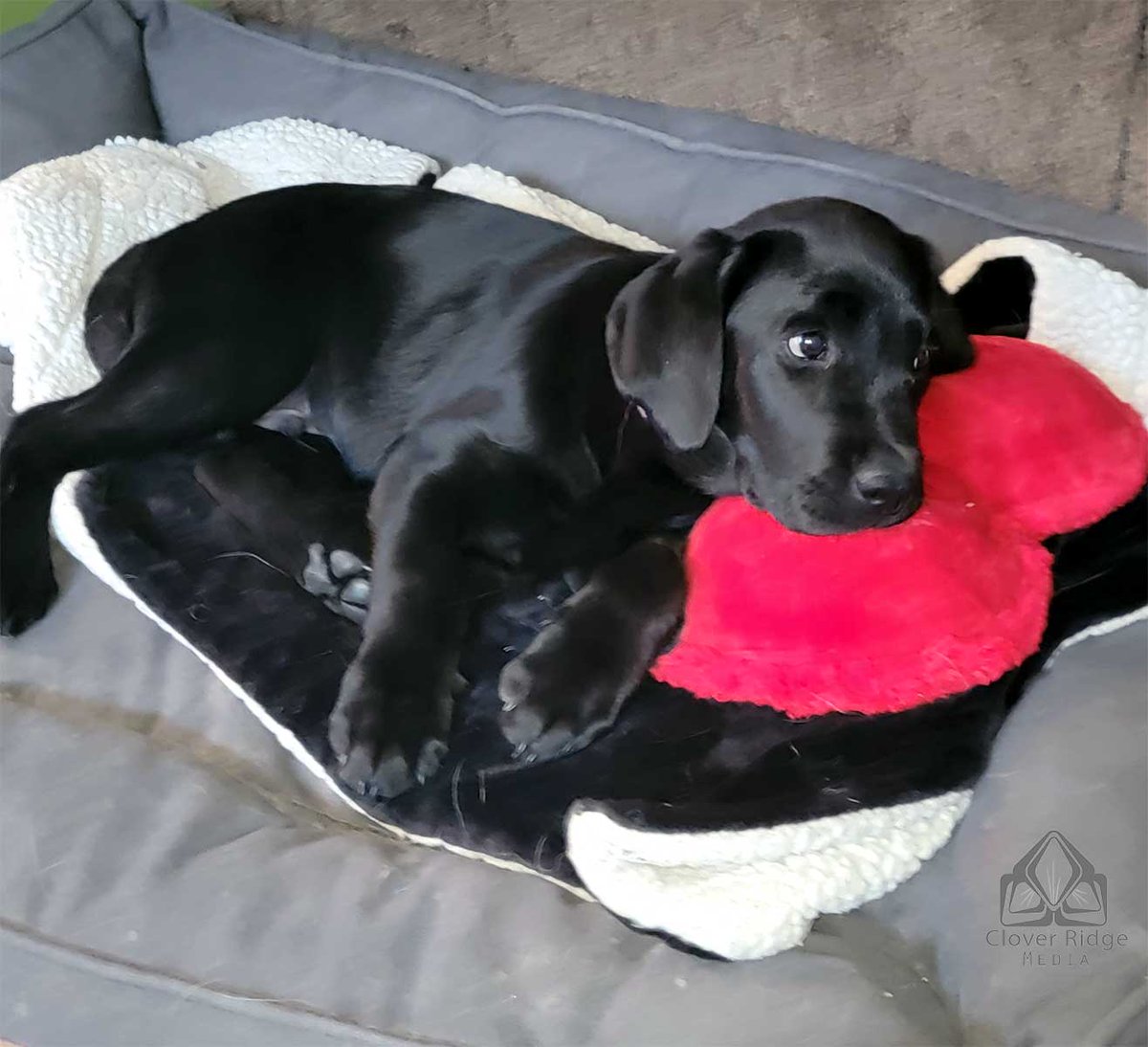 CloverRidgeVT's tweet photo. National Puppy Day is the perfect opportunity to introduce you to the newest member of the Clover Ridge Media team: say hello to Otis! 🐶❤️
#NationalPuppyDay https://t.co/Y7kGjNsyrq