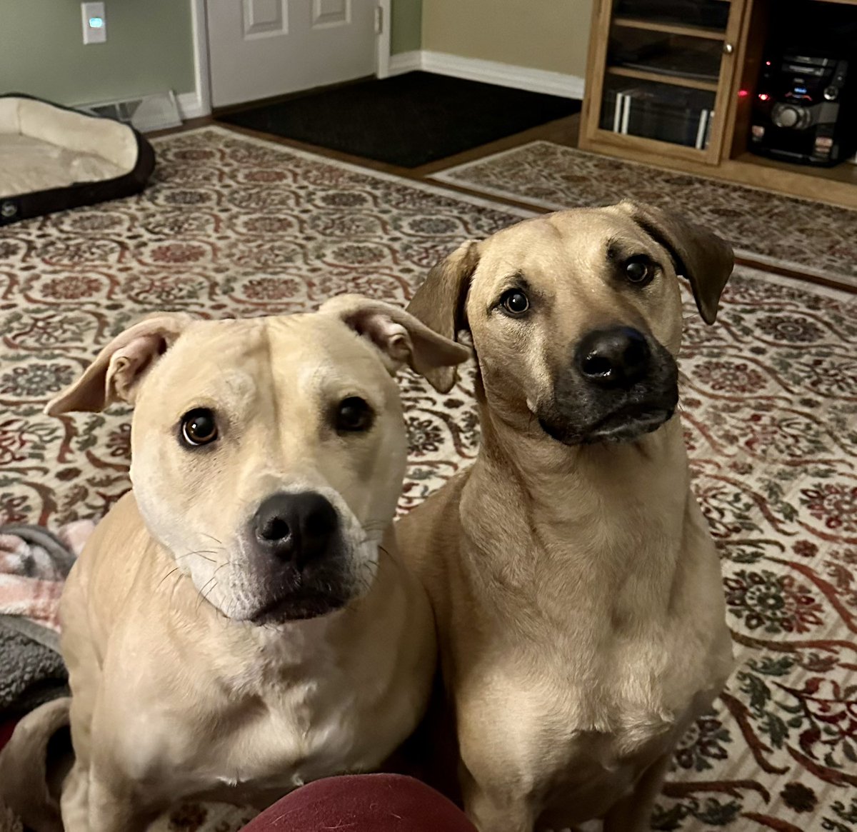 frostyriver's tweet photo. @dog_rates Our babies Aspen (left) and Dakota 💕 https://t.co/fP3E2C9mXi