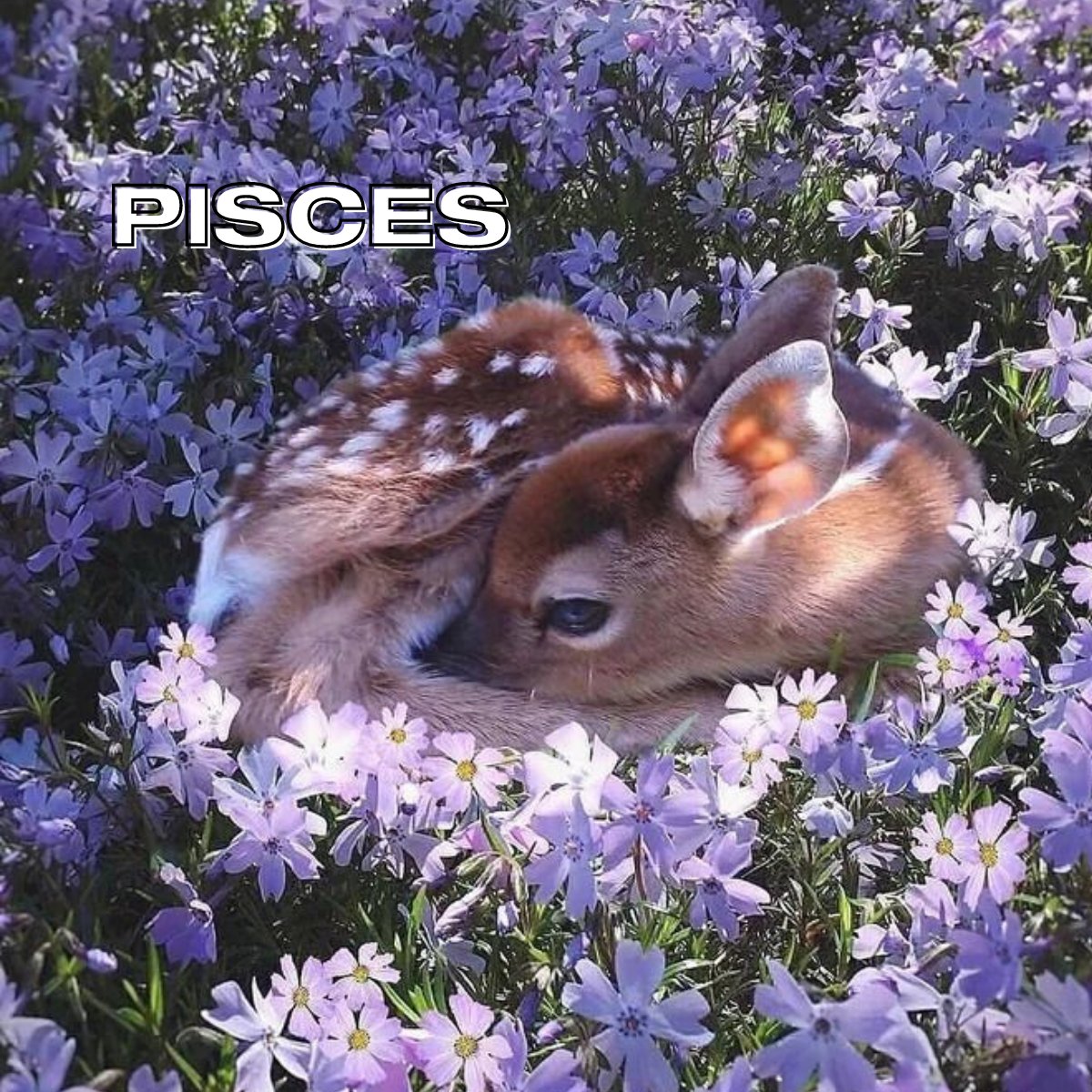 bhcosmetics's tweet photo. Part 1: Zodiac signs as spring animals 🌷🐱 Reply with a 💗  if you want us to post part 2!! #bhcosmetics https://t.co/YoV47Tu608