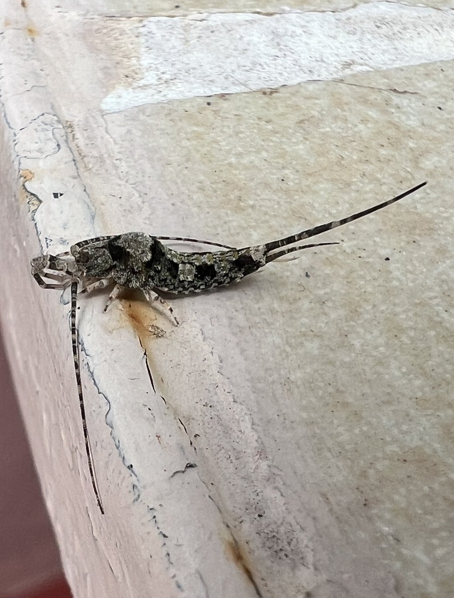 ⁦<a href="/Zoologist_Jess/">Dr Jess French</a>⁩ I was in Seville at the weekend and got quite attached to these little houseprawns hanging about the flat. What are they?!