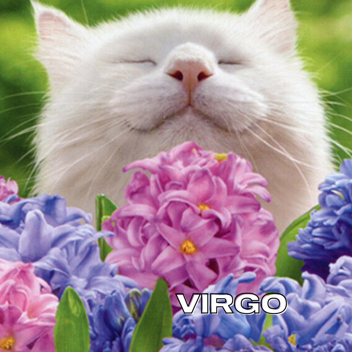 bhcosmetics's tweet photo. Part 2: Zodiac signs as spring animals 🐰🌻  Should we post part 3?! https://t.co/EhT46zJpzL