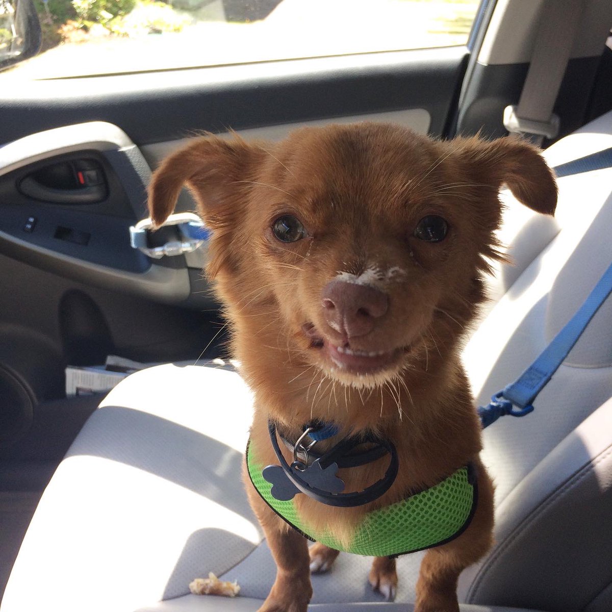 JennieLynn16's tweet photo. @dog_rates Puppacinos are a hit! https://t.co/8fIYP63E36