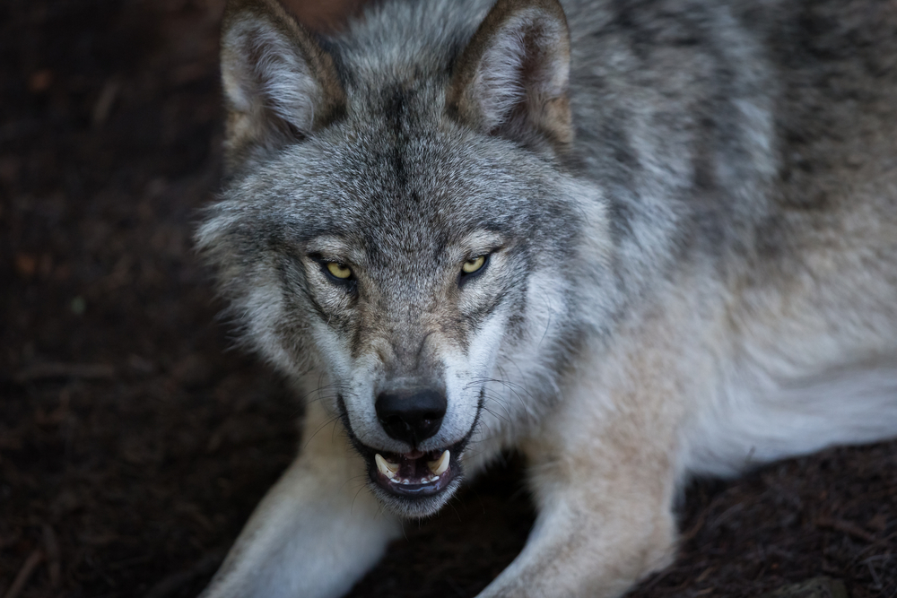 Jaime_la_Chasse's tweet photo. Le loup de plus en plus présent en France

Au fil des années, le loup, cet animal emblématique et mystérieux, est devenu de plus en plus présent sur le territoire français. Sa population ne cesse de croître, passant d'une poignée d'individus au début

https://t.co/NZmbxxdTsj https://t.co/adkXy4ej00