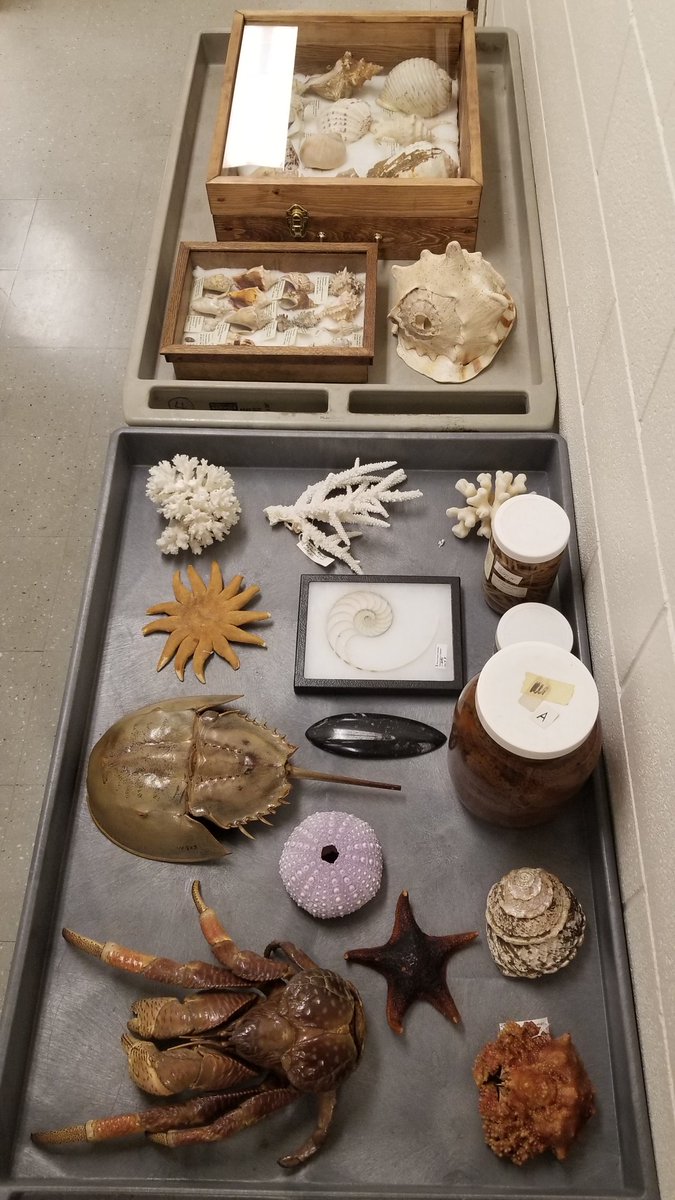 All set for Biology Day tours! Can't wait to show off our wonderful natural history teaching collection 🥰 @SFUBioSci