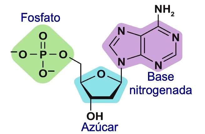 PabloCuetoM's tweet photo. @MarGomezH Genial el hilo y muy interesante. Una pequeña apreciación, el uracilo es una base nitrogenada que forma parte de un nucleótido, que está formado por una base nitrogenada (puede ser A, C, T, G o U), un grupo fosfato y un monosacárido que puede ser ribosa o desoxirribosa. https://t.co/gIM9a4t3Wp