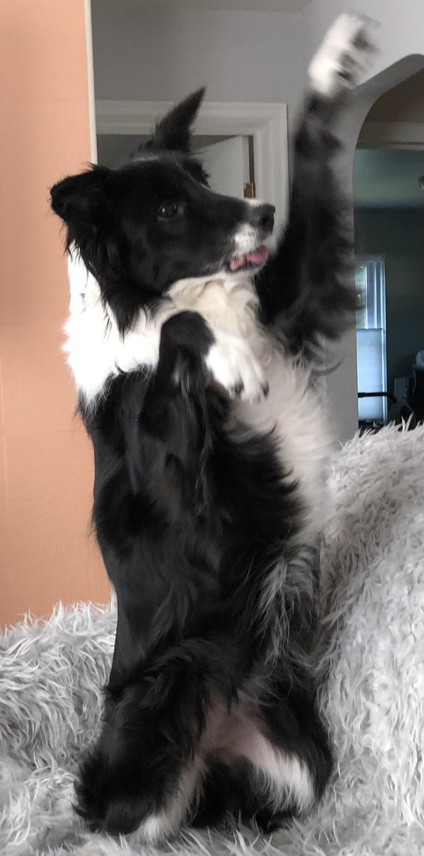 mdorrington414's tweet photo. @dog_rates https://t.co/VIbcaxp0rY
