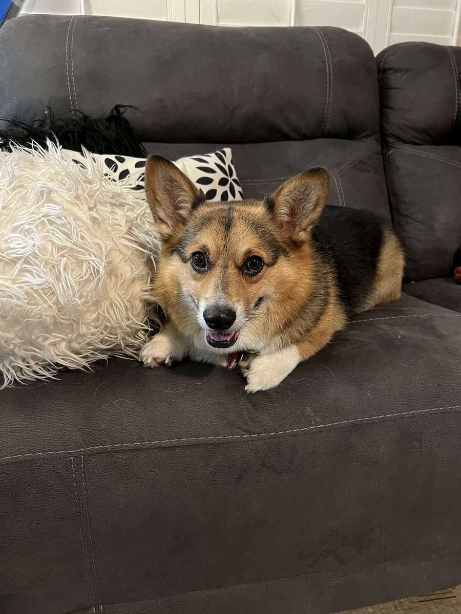 Nurssicist's tweet photo. @dog_rates @dog_feelings They’re cutest on the couch https://t.co/71czO1RrU1