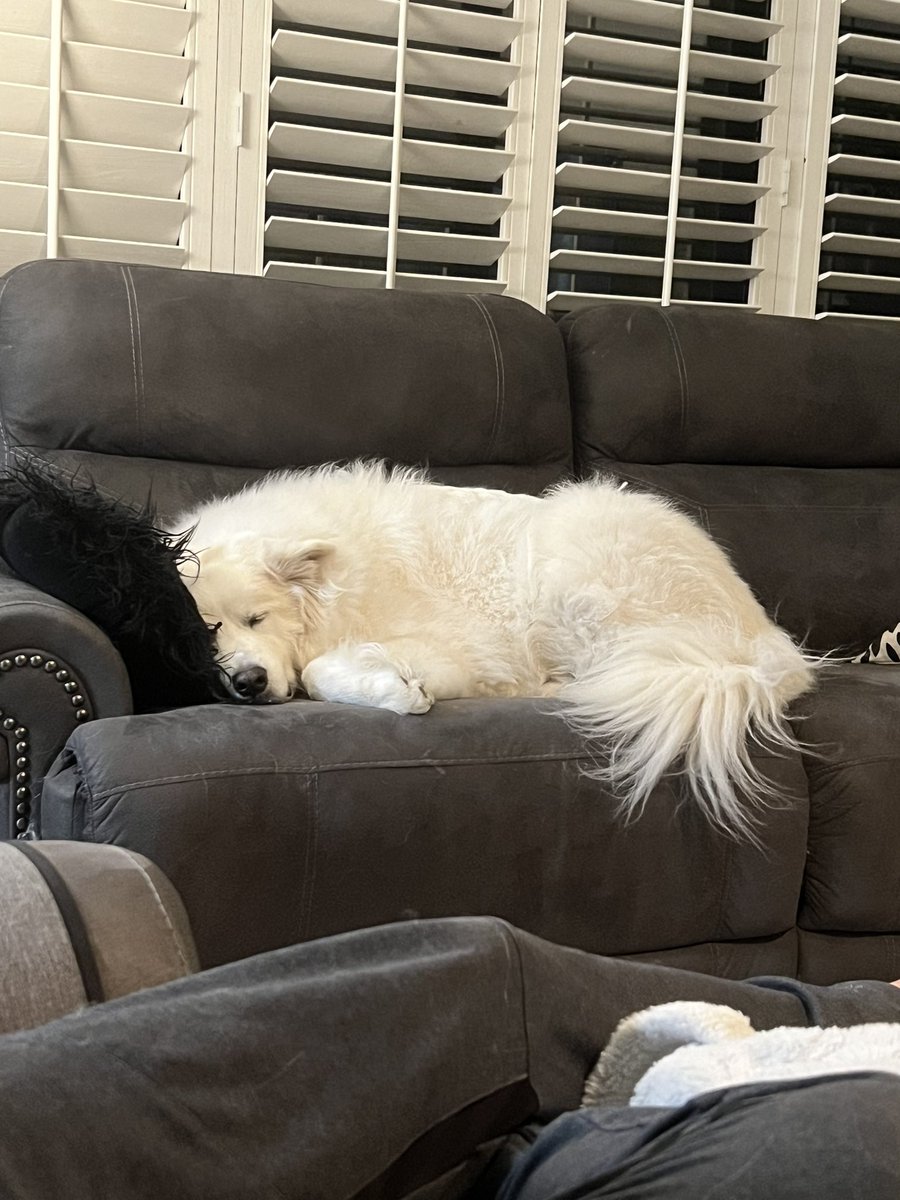 Nurssicist's tweet photo. @dog_rates @dog_feelings They’re cutest on the couch https://t.co/71czO1RrU1