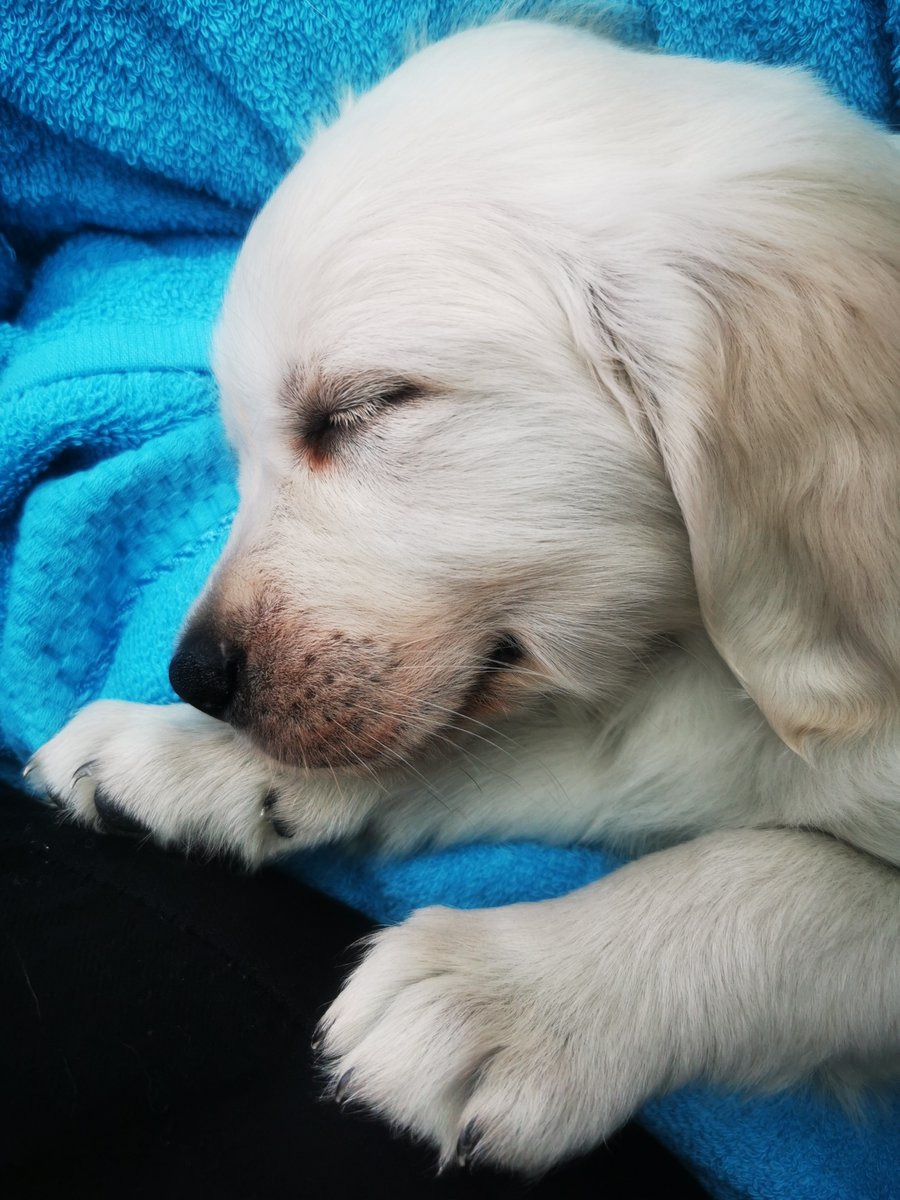 _shell_tee_'s tweet photo. As it's Puppy Day, here's my boy 😍😍😍 https://t.co/ZM9Wgze8AU