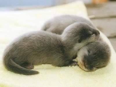 In Otter News.... tweet media