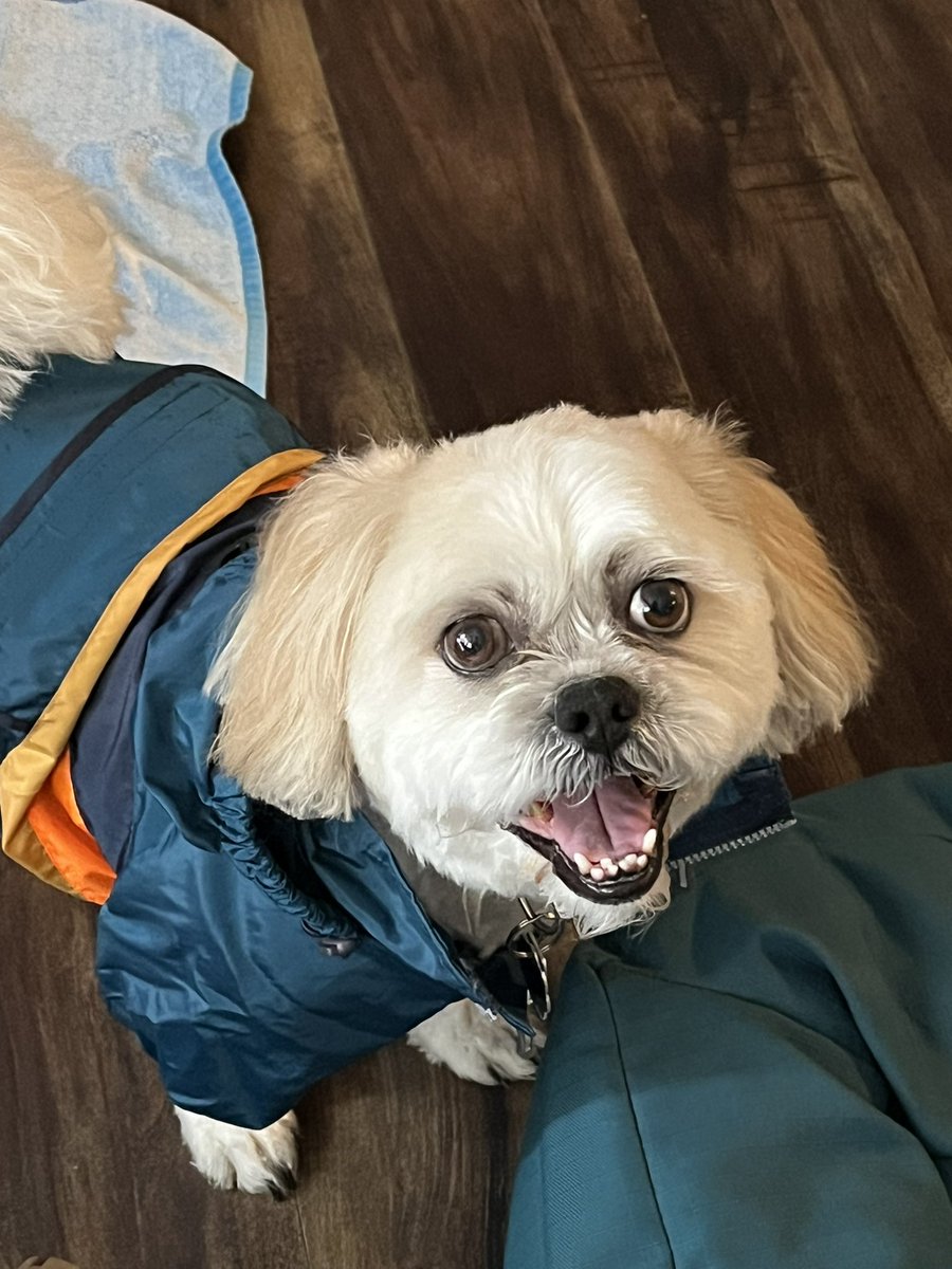 pineapple9684's tweet photo. @dog_rates This is Scrambles (with his new raincoat) ❤️ https://t.co/B6VFDc9IMx
