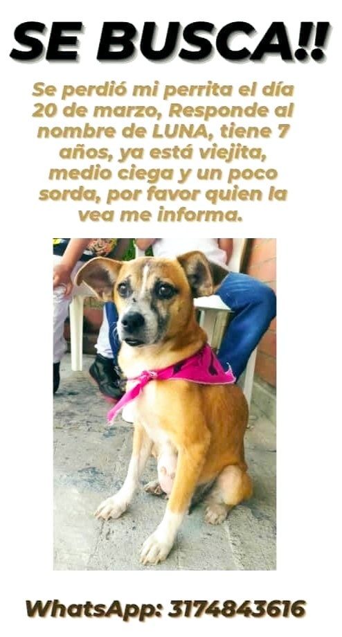 TwiterosCali's tweet photo. #ServicioZoocial 

El pasado lunes festivo se perdió 'Luna' en la carrera 37 con 106 en la urbanización de Ciudad del Campo. Su propietaria afirma que la canina tiene un tumor en la barriguita y necesita cuidados especiales

Cualquier info comunicarse al Whatsapp: 3174843616. https://t.co/5A7tlsztfm