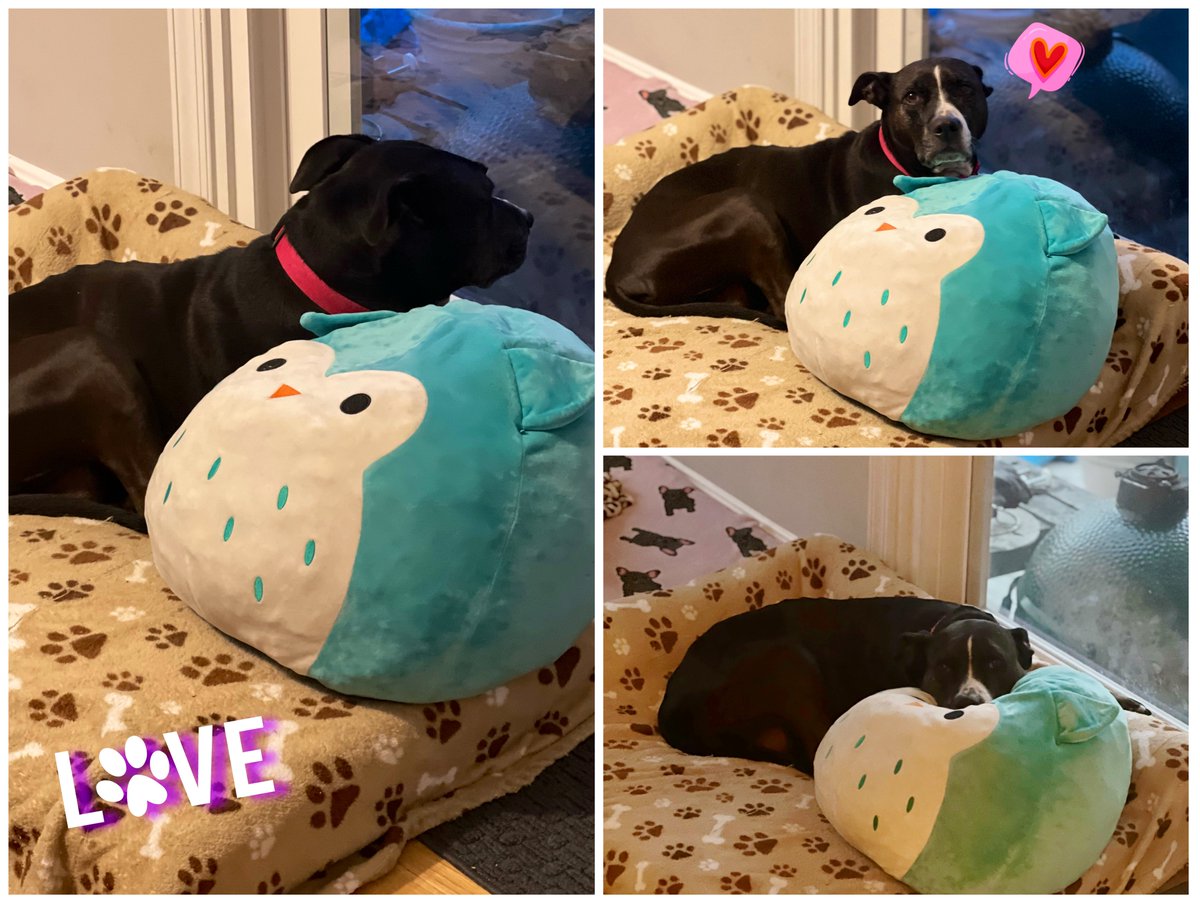 wclarkruns's tweet photo. We continue raising funds for Belle’s allergy treatments & #Cytopoint shots (💉only is $150, vet visit not included). Belle’s #Venmo UN is dubs4mutts. Thanks so much for considering! ❤️🩹🙏🏼🐾 #DogsOfTwitter #NationalPuppyDay #AdoptDontShop https://t.co/Qaia4xwktB