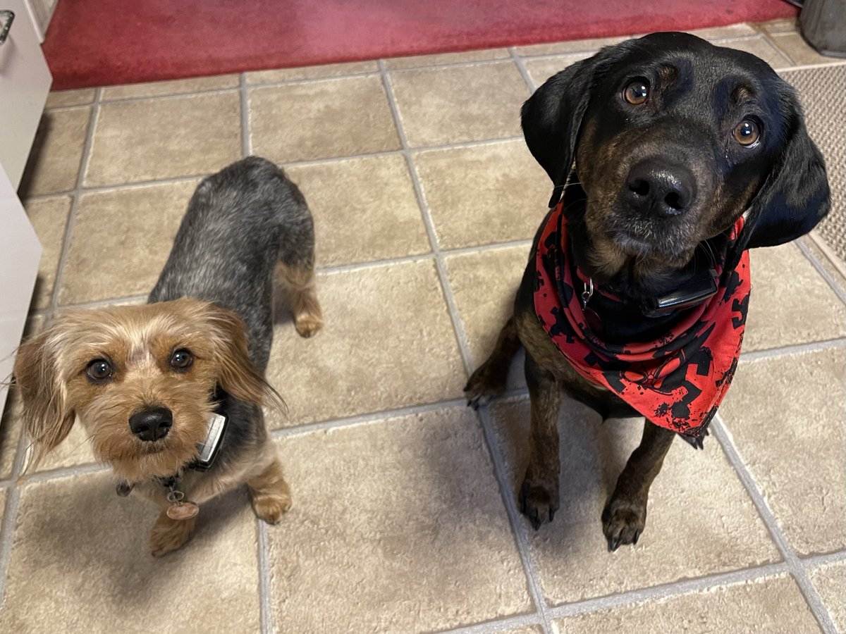 SpoopyAllYear's tweet photo. @dog_rates @dog_feelings Lucky and Millie 🥰 https://t.co/5cvouKjpoW