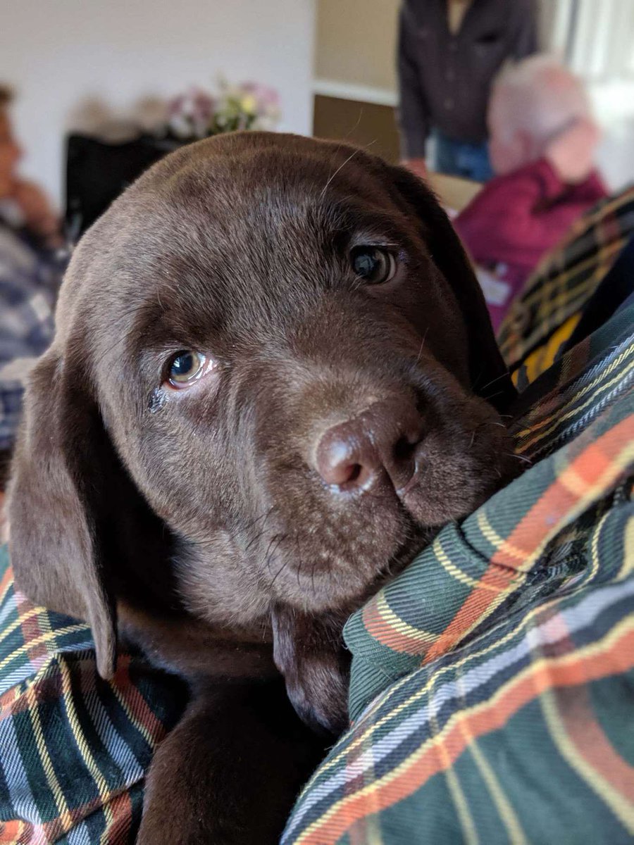 charlottmc's tweet photo. Someone said it was #nationalpuppyday so here’s my baby Edelman looking at cute & in non-shark mode. #dogsoftwitter #labsofnewbrunswick https://t.co/wUVqFY9i8A