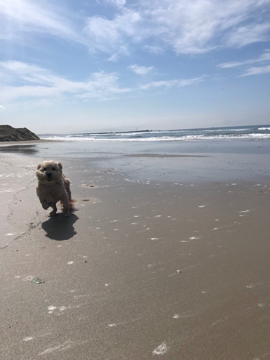 isabel_clay's tweet photo. Campanita put on a good show when I left, but seems to be enjoying the sunshine just fine without me #PetsofAEFP https://t.co/uVagWSC4vB