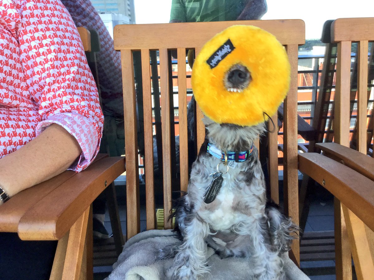 JetsSchnauzer's tweet photo. #nationalpuppyday https://t.co/5B7sI2APs5