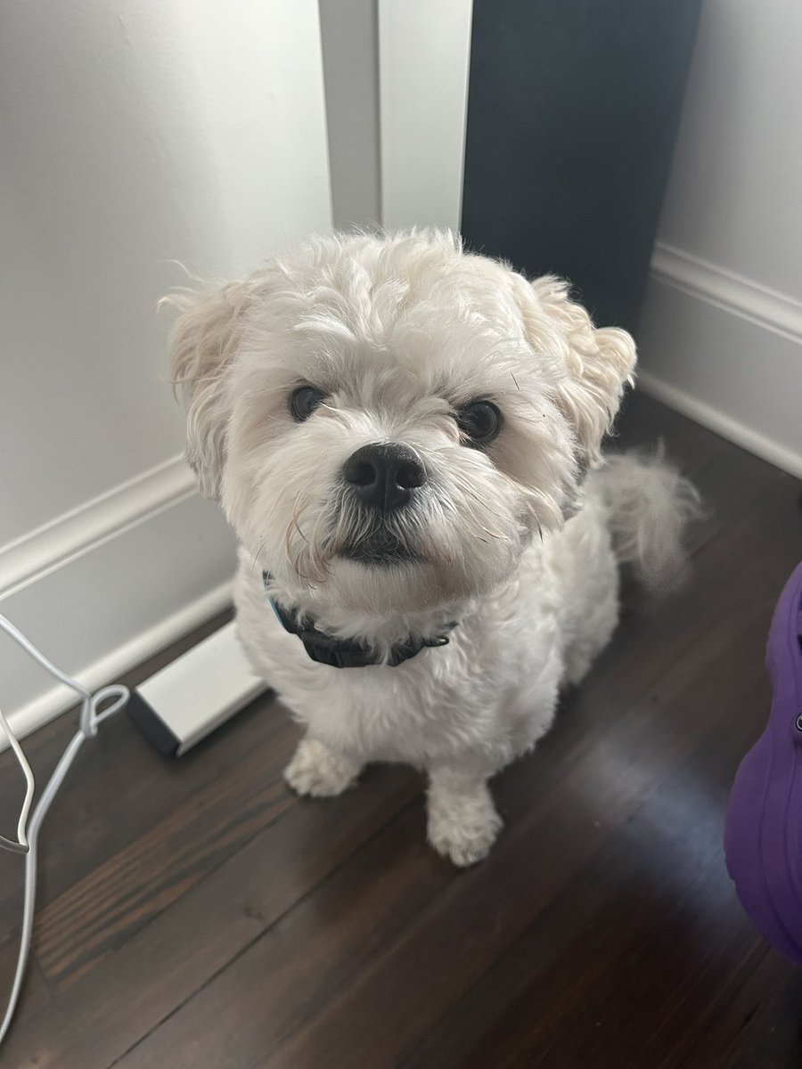 AndreaJEnglert's tweet photo. @dog_rates Hoagie says hello from DC! https://t.co/NlZp18eUJk