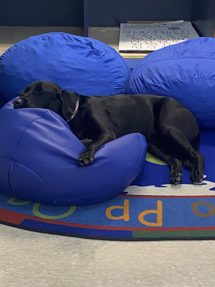 FSSDAlma's tweet photo. Cuddles during ELA, naps, and belly scritches basically sum up a day in the life of Alma Pride! #fssdtherapydogpack #therapydog #scarynotscary https://t.co/CidQ1Oskax